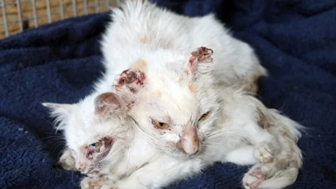 Muğla'da İşkenceye Uğramış Kediler Bulundu