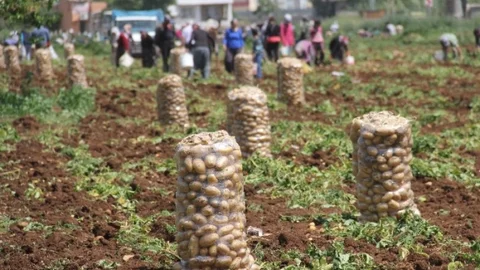 Patates Fiyatları Arasındaki Dengesizlik