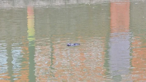 Eskişehir'de Güvercin Dramı