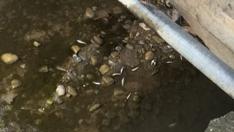 Ünye'de Balık Ölümü İddiası