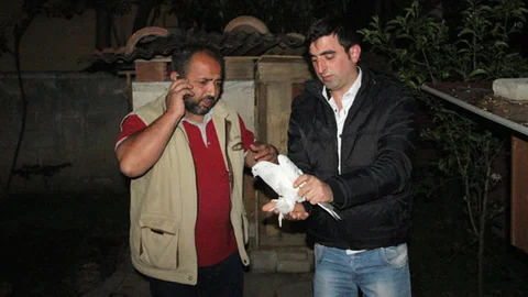 Sakarya'da Güvercin Hırsızlığı