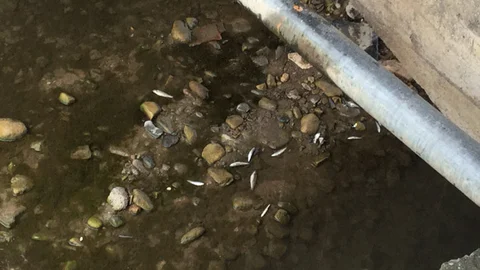 Ünye'de Balık Ölümü İddiası