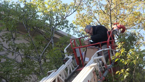 Sinop'ta Arı Kurtarma Operasyonu