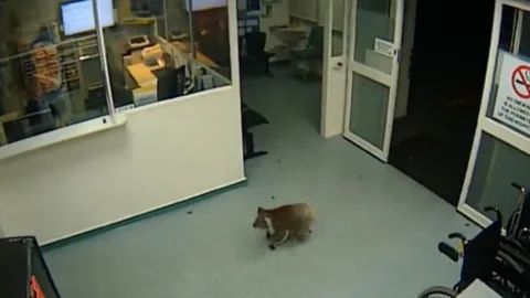 Koala Hastaneyi Ziyaret Etti