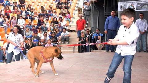 Çukurova'da Köpek Yarışması Yapıldı