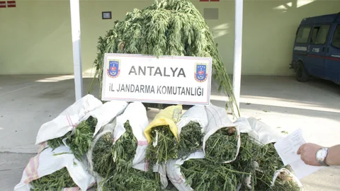 Antalya'da Domates Serasında Esrar Yakalandı