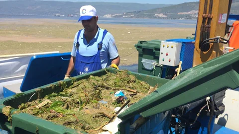 Gemlik Körfezi'nde Alg Patlaması Tespit Edildi