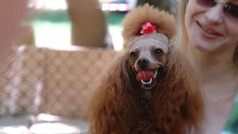 Marmaris'te Köpek Güzellik Yarışması