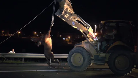 Tekirdağ'da Yaralı Atın İhmal Edilmesi