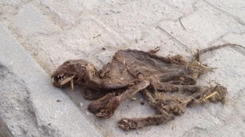 Kocaeli'nde Kümes Hayvanları Telef Oldu