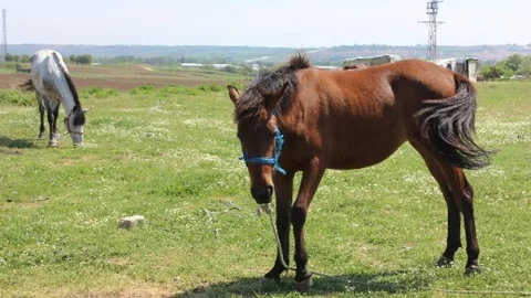 Edirne'de Başıboş At Sorunu Çözülüyor