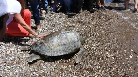 Mersin'de Deniz Kaplumbağalarına Umut Işığı