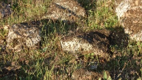 Çekirgeler Kumluca Mahallesi'ni Sardı