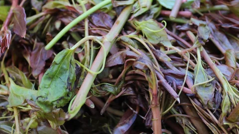 Ordu'da Merulcan Tezgahlarda Yer Aldı