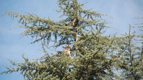 Tokat'ta Kedi Kurtarma Operasyonu