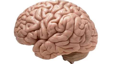 Beyin Hakkında Yanlış Bilinenler ve Gerçekler