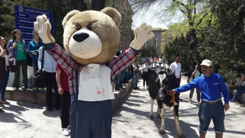 Ankara'da İnek Bayramı Krizi
