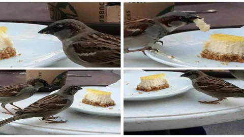 Kafede Serçe ile Cheesecake Anısı