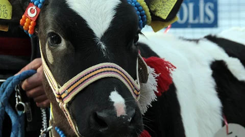 Erzurum'da Buzağı Güzellik Yarışması