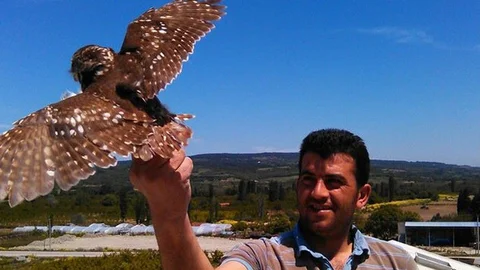 Yavru Baykuş Çatıdan Çıktı!