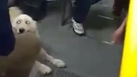 Isparta'da Köpekle Yolculuk Şaşırttı