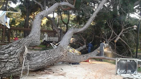 70 Yıllık Çam Ağacı Devrildi