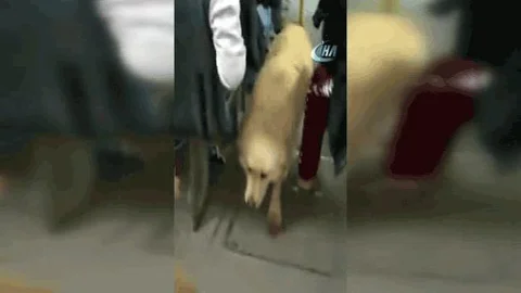 Isparta'da Sokak Köpeği Otobüse Bindi