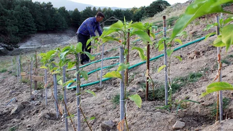 Cumhurbaşkanı Erdoğan’a Kaz Dağları’ndan Teşekkür Mesajı