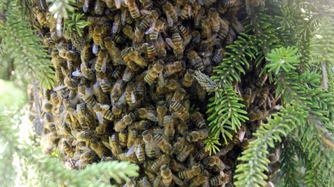 Tokat'ta Arı Kaçışı Yaşandı