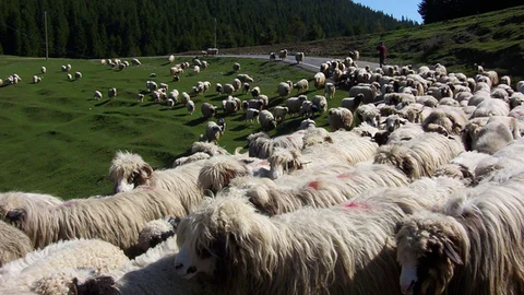 Karadeniz Yaylalarına Göç Başladı