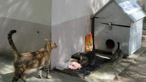 Sokak Kedilerine Yeni Yuvalar