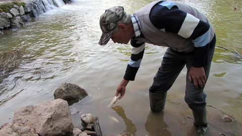 Kocabaş Çayı'nda Balık Ölümleri Yaşanıyor
