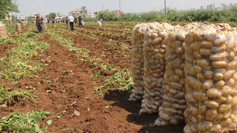 Nevşehir'de Patates Fiyatlarının Artışı Üzerine İddialar