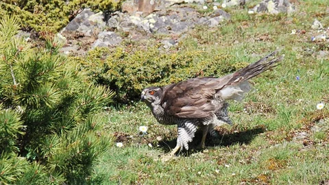 Tokat'ta Tedavi Edilen Kuşlar Doğaya Salındı