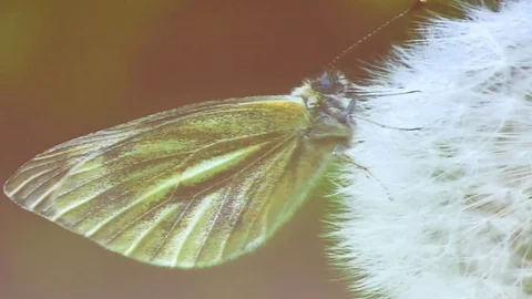 Gümüşhane'de Kelebek Zenginliği