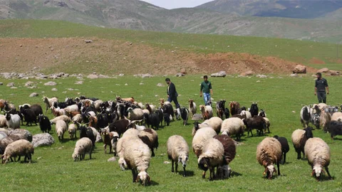 Kuzuların Ölümü Köylüleri Endişelendiriyor