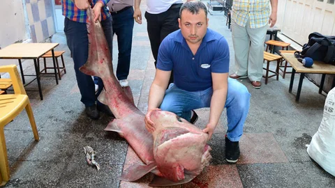 Mersin'de 400 Kiloluk Köpek Balığı Yakalandı