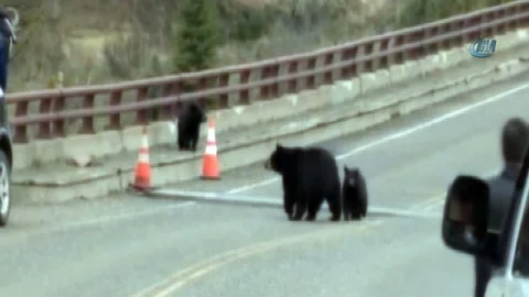 Yellowstone'da Ayı Takibi Görüntülendi