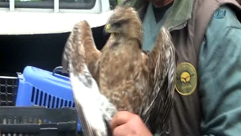 Iğdır'da Yaralı Kızıl Şahin Doğaya Bırakıldı