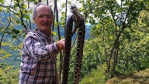 Ordu'da 3 Metrelik Yılan Görüntülendi