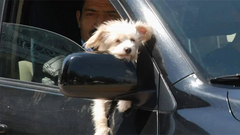 Tokat'ta Süs Köpeğiyle Otomobil Keyfi