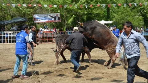 Efeler'de Boğa Güreşi Şenliği