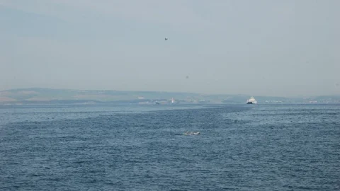 Çanakkale Boğazında Lüfer Avı Yağmuru