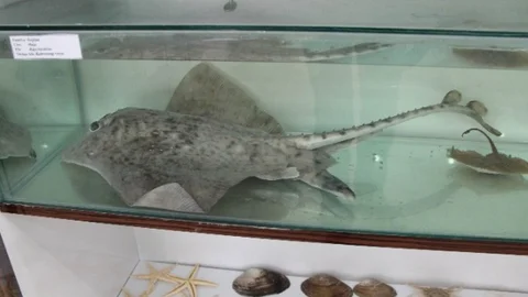 Elazığ'da Yeni Balık Müzesi Açıldı