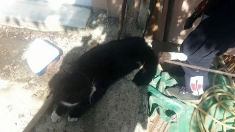 Bolu'da Yaralı Kedi Kurtarıldı