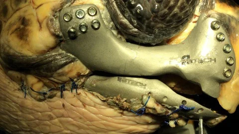 Dalyan'da Caretta Caretta'ya 3D Protez Yapıldı