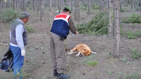 Eskişehir'de Sokak Köpeklerinin Gizemli Ölümü