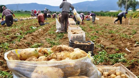 İzmir'de Patates Fiyatları Düşüyor