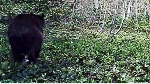 Boz Ayı Foto Kapanına Yakalandı