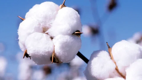 Pamuk Kalitesini Artırma Projesi Başladı